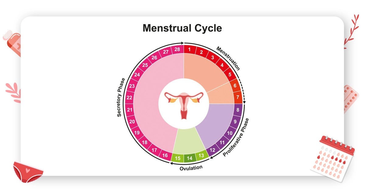 How Birth Control Pills Affect Menstrual Cycle different phases