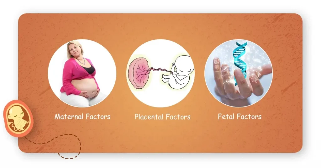 factors affecting fetal weight