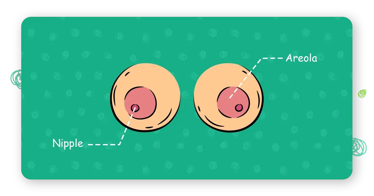 What are Areola Breast Changes copy
