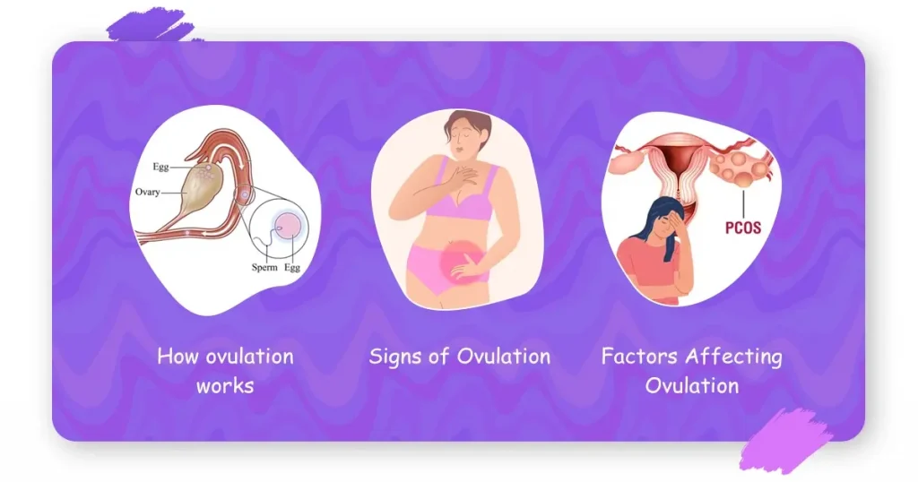 what is ovulation
